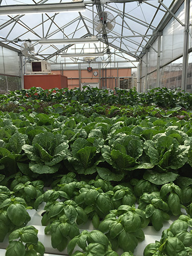 The Beth Greenhouse lettuce and basil